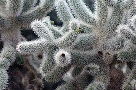 First, cut off the top of the cactus and skin down the sides, cutting off the cactus spines. Cacti Desert Succulents Tonto National Monument U S National Park Service