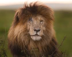 Explore tweets of scar.face @scarface_lion on twitter. Scarface In Golden Hour 2019 Photograph By Murray Rudd