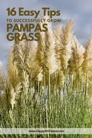 We did not find results for: 16 Easy Tips To Successfully Grow Pampas Grass Happy Diy Home