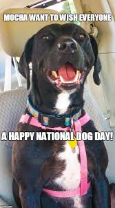 National dog day memes #nationaldogday. National Dog Day Memes Gifs Imgflip