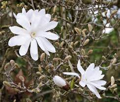 Landscapes, seascapes, jewellery & action photographer / getty images. Magnolia Stellata Wikipedia