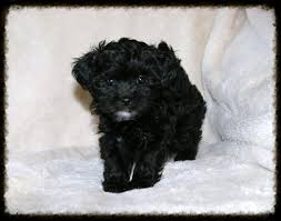 Get notified when new puppies are added receive an email alert when additional puppies are added. Shih Poo Tlc Puppy Love