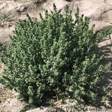 Image result for Salsola kali