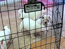 For sale, hi :) beautiful french bulldog puppies available , please text or call us for pr. French Bulldog Puppies For Sale Miami 305 262 7310 Www Puppiestogoinc Com Youtube