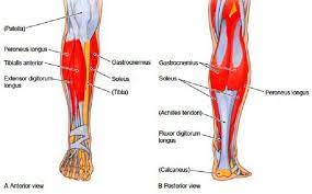 These four muscles at the front of the thigh are the major extensors (help to extend the leg straight) of the knee. Muscle Diagram Of Leg Google Search Leg Muscles Diagram Lower Leg Muscles Skeletal Muscle