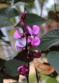 Image result for Lablab purpureus