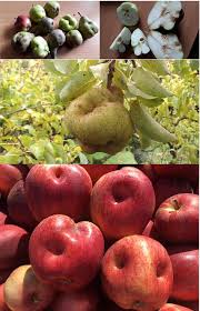 Manager possesses current new england apple pest management guide. The Biology And Control Of An Emerging Shield Bug Pest Pentatoma Rufipes L Hemiptera Pentatomidae Powell 2020 Agricultural And Forest Entomology Wiley Online Library