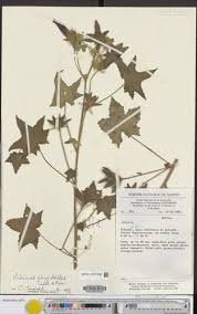 Image result for Hibiscus sidiformis