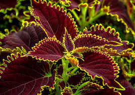 Image result for Coleus sylvestris