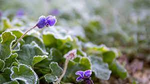Read succulent city's newest article on what makes we refer to these as summer growers and winter growers, and knowing the difference can not only help you to better care for your plants, but it's. What To Grow In Winter 45 Plants Perfect For Winter Gardening