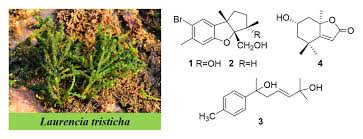 Image result for Tristicha