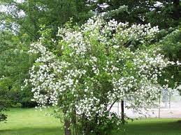 Photo Mock Orange Bush Wunderground Com Mock Orange Mock Orange Bush Moon Garden