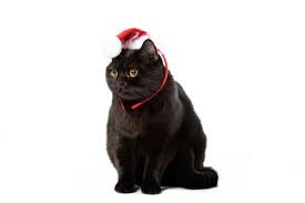 British shorthairs are one of the oldest recognized cat breeds. Studio Shot Of Black British Shorthair Cat In Christmas Hat Isolated On White Background Free Stock Photo And Image