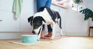 Although the cause for this can be as simple as old age, it can also be one of the first indicators that your pet is sick. Dog Cancer Diet What To Feed A Dog With Cancer Bechewy