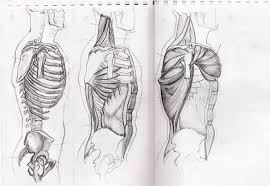 300 x 249 jpeg 30 кб. Upper Body Anatomy Side By Vydos On Deviantart Body Anatomy Anatomy Upper Body