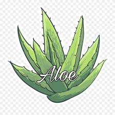 Aloe Vera Drawing Easy Clipart 5808551 Pinclipart This part is important because it allows the yellow liquid latex to drain out. aloe vera drawing easy clipart