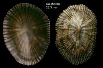 Image result for Schizaea pectinata