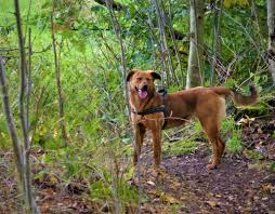 Goudkleurig, bruingeel, rood, zwart met tankleurige. Oostenrijkse Pinscher Trix 7maanden Oud