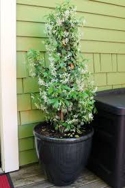 I would love to know how you're house plants evolve. Garden Trellis Screening Garden Fence Panels Gates Indoor Pot Trellis