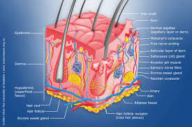 .human skin ex vivo spectral image, human skin under microscope labeled confocal mosaicing microscopy of human skin ex vivo spectral gallery. Diagram Of Human Skin Structure Science Learning Hub