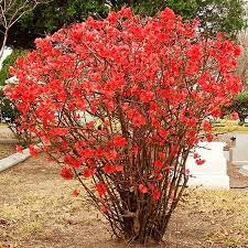 Quince like fruit in fall attracts birds to your garden. Flowering Quince Chaenomeles Flowering Quince Fast Growing Trees