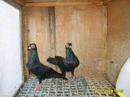 Budapest short face tumblers are a breed of fancy pigeon developed over many years of selective breeding. Short Face Budapest Tumbler Pigeons Pigeon Talk
