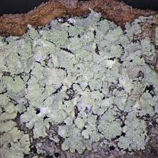 Image result for Melinis ambigua