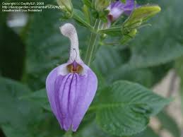 Image result for Brillantaisia cicatricosa