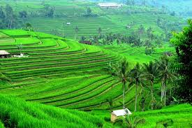 Kumpulan gambar pemandangan alam terindah di dunia. Halaman Download 5 Wisata Teras Sawah Di Indonesia Ini Siap Bikin Kamu Kagum