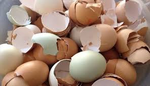 يعتبر الوزغ أو البرص أو أبو بريص من الحيوانات غير المرغوبة في البيت، بسبب الأمراض التي يسببها وشكله المخيف. ÙÙˆØ§Ø¦Ø¯ Ù‚Ø´Ø± Ø§Ù„Ø¨ÙŠØ¶ Ø§Ù„Ù…Ø¹Ø¬Ø²Ø© Ø§Ù„ØªÙŠ Ù„Ø§ ÙŠØ¹Ù„Ù…Ù‡Ø§ Ø§Ù„Ù†Ø§Ø³ Ù‚Ù†Ø§Ø© Ø§Ù„Ø¹Ø§Ù„Ù… Ø§Ù„Ø§Ø®Ø¨Ø§Ø±ÙŠØ©