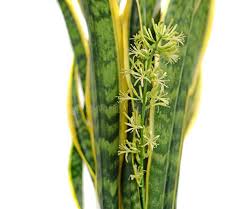 Image result for Dracaenaceae