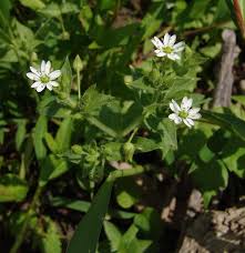Image result for Stellaria sennii