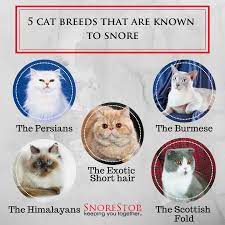 Top 5 Cat Breeds That Tend To Snore Cat Breeds Cats Pets
