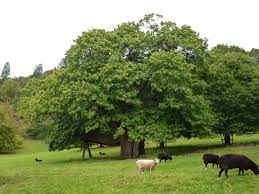 Image result for Necepsia castaneifolia