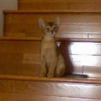 We are looking to rehome our cat. Abyssinian Kittens For Sale By Reputable Breeders Pets4you Com