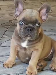 French Bulldog Black And White Blue Eyes Beautiful Blue Eyes Cute Dogs Bulldog Puppies Cute Puppies