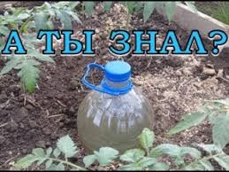 как сделать капельный полив в теплице из пластиковых бутылок Vyrashivanie Ogurcov Yolochkoj Youtube Gidroponnoe Sadovodstvo Teplichnoe Sadovodstvo Ogorod