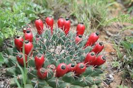 It is covered with long, cylindrical tubercles that sprout fierce, white to brown spines that can be over 1.0 long. Pincushion Cactuses Genus Mammillaria Inaturalist