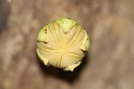 Image result for Napoleonaea gossweileri