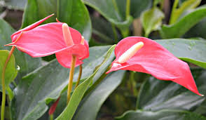 Red flowers evoke passion, energy, and vivacity. Anthuriums Fairview Garden Center Raleigh Nc