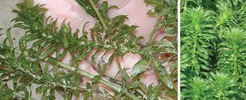 The jenlis weed razer clears a path 48 wide with each throw. Hydrilla Elodea Weed Id Guide The Pond Guy