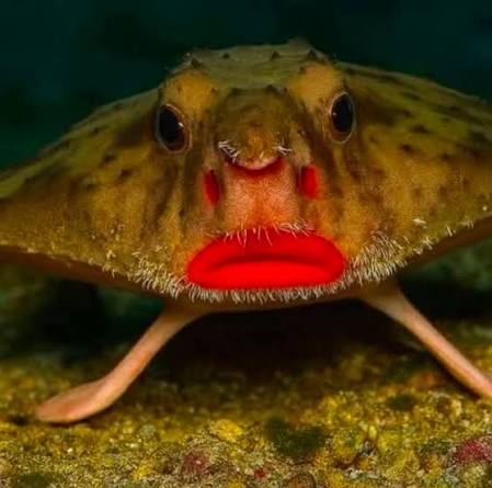 The Red-lipped batfish is one of the most bizarre-looking creatures in the  ocean, instantly known for its bright red lips and unusual body shape 🐟👄  Found mainly around the Galápagos Islands and