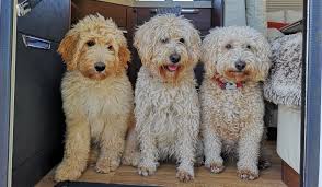 When you decide to get a puppy from gertie's goldendoodles, you are getting a puppy raised with thorough preparation and care. About Kingscote Doodles Kingscote Doodles Labradoodle Breeders Golden Doodle Ultimate Doodle And Double Doodle Puppies In South West Devon