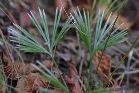 Image result for Actiniopteris dimorpha