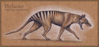 Thylacine By Mo Ffie On Deviantart Thylacine Tasmanian Tiger Australian Animals