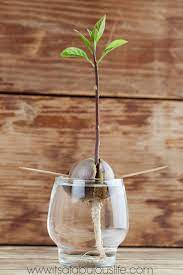 How To Replant Your Avocado Pit Growing An Avocado Tree Grow Avocado Avocado Tree