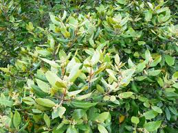 Image result for Curtisia dentata