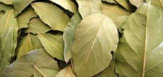 فوائد ورق الغار لشعر ناعم وطويل Healthy Herbs Natural Herbs Bay Leaves