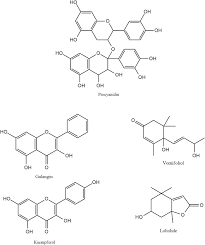 Image result for Psophocarpus lancifolius