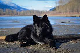Alaskan Noble Companion Dog Wolf Spirit Animal Wolf Dog Dogs